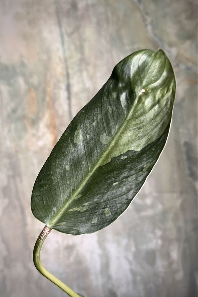 Philodendron domesticum Jose Buono - Filodendron variegata, pędówka