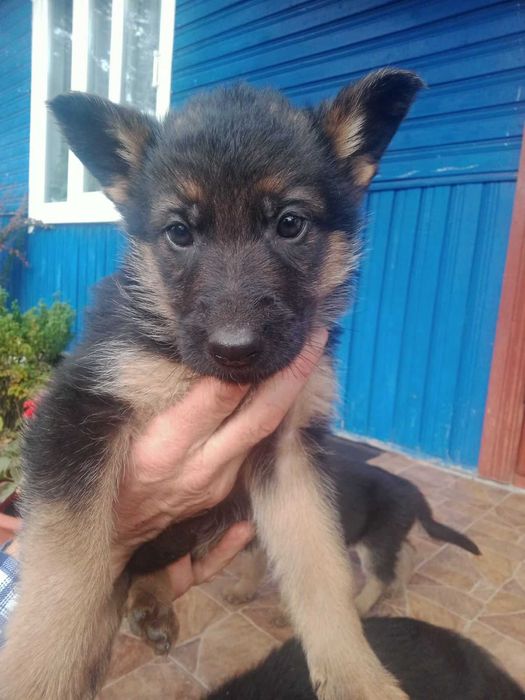 Німецька вівчарка