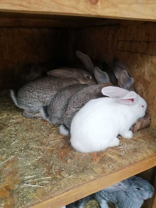 Продам кроликів Погребище Вінницька обл.