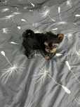 Yorkshire terrier mini piesek xs