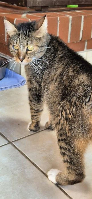 Cudowna kotka do adopcji