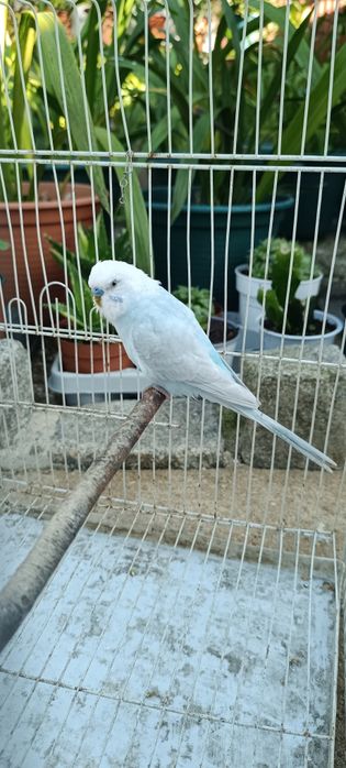 Periquito celeste diluído asa clara