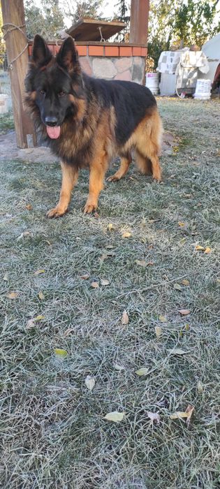 owczarek niemiecki na sprzedaż