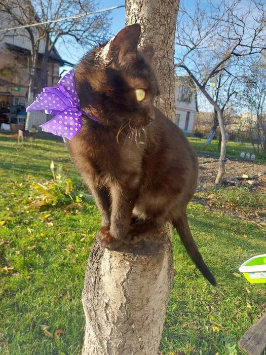 Шерлок та Ватсон  шукають найкращі ручки