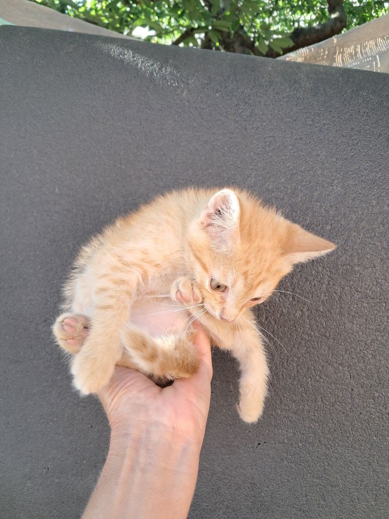 Кошеня котики висловухі безкоштовно Мала Виска