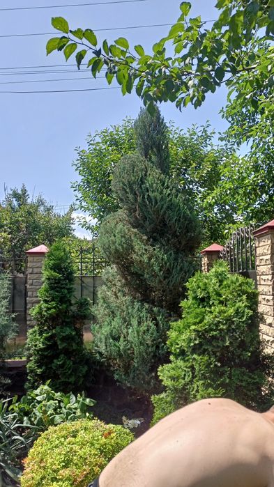 Топіарна стрижка декоративних рослин, догляд, підживлення, обробка