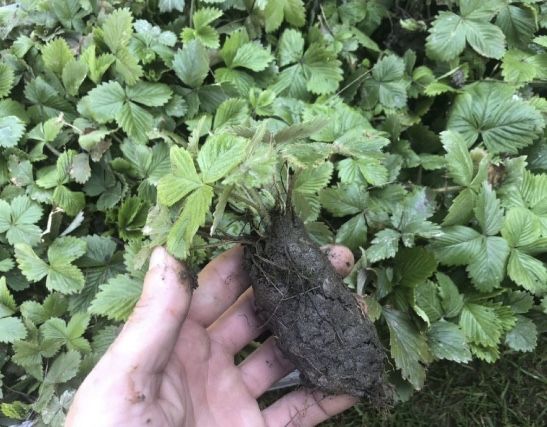 Truskawki sadzonki 50 sztuk