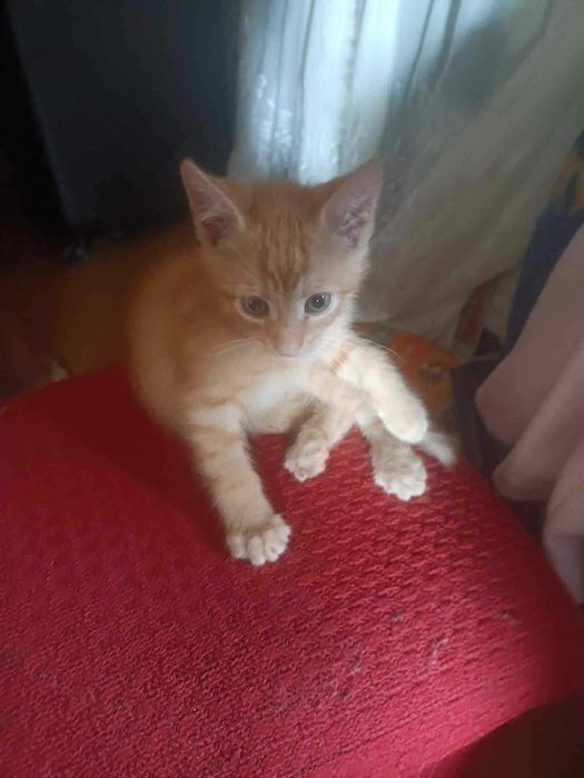 Małe koty do adopcji