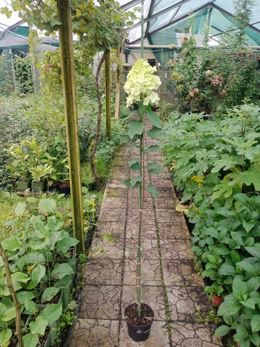 Гортензія метельчаста на штамбі в контейнері , 7 сортів в наявності