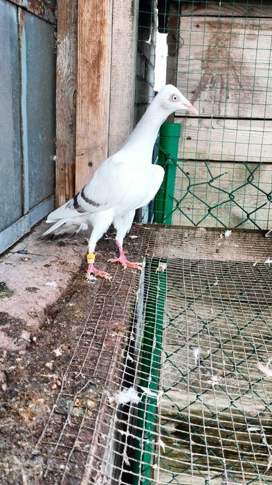 Gołębie srebniaki perlowe