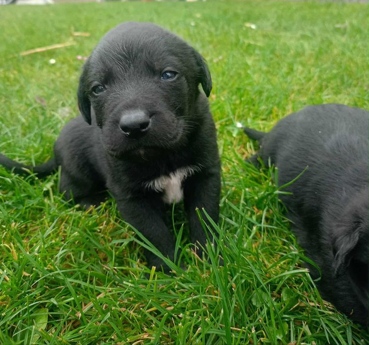 Szczeniaki labrador
