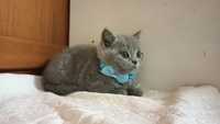 Gatinho British Shorthair Blue