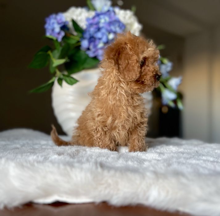 Pudel toy mini chłopiec