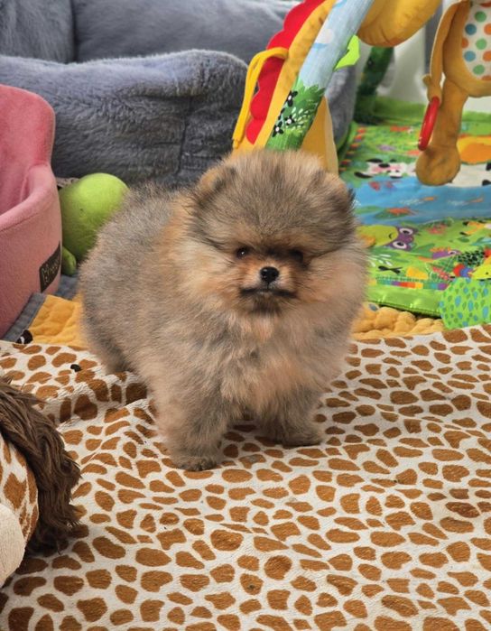 Pomeranian szpic miniaturowy ZKwP/FCI