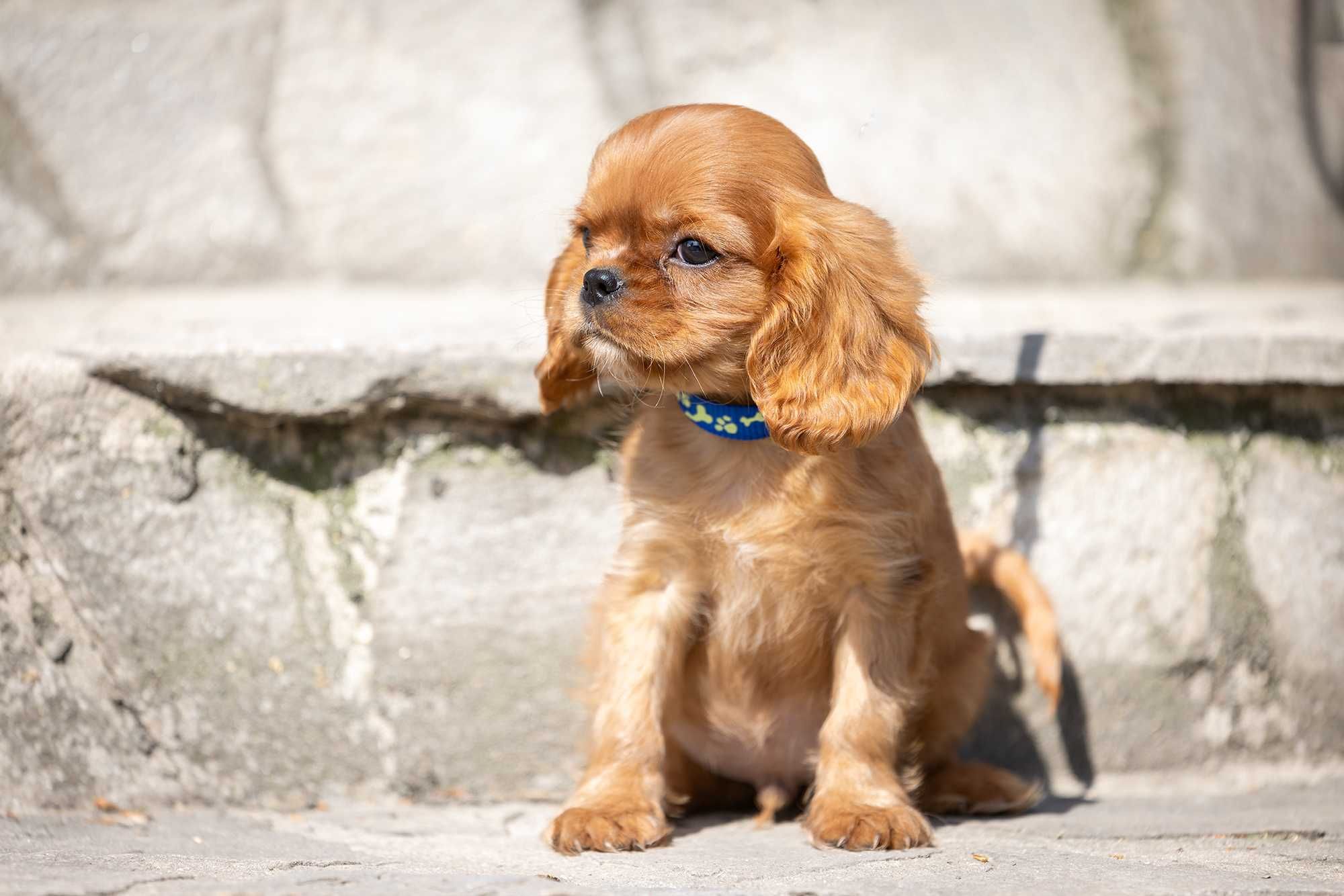 Cavalier King Charles Spaniel* Chłopczyk* Lupin gotowy do odbioru