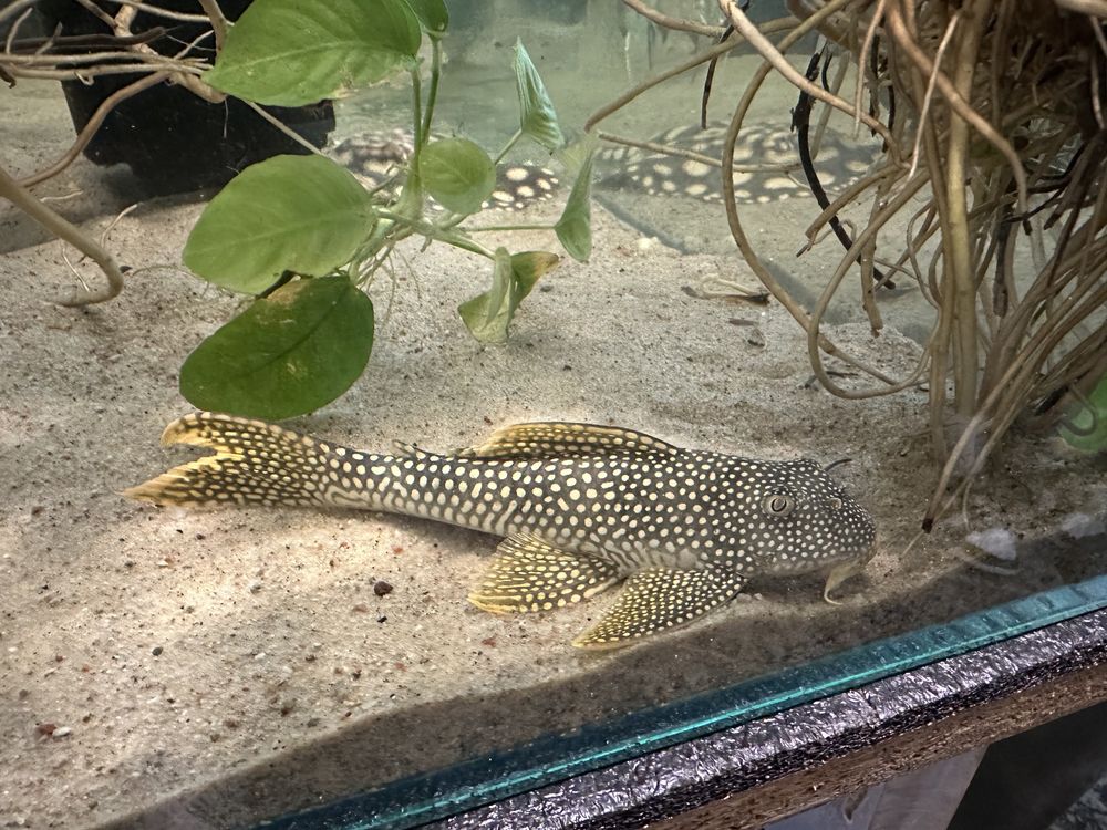 Scobinancistrus aureatus L014 L14 pleco glonojad