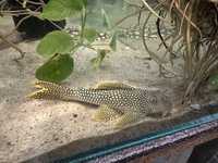 Scobinancistrus aureatus L014 L14 pleco glonojad