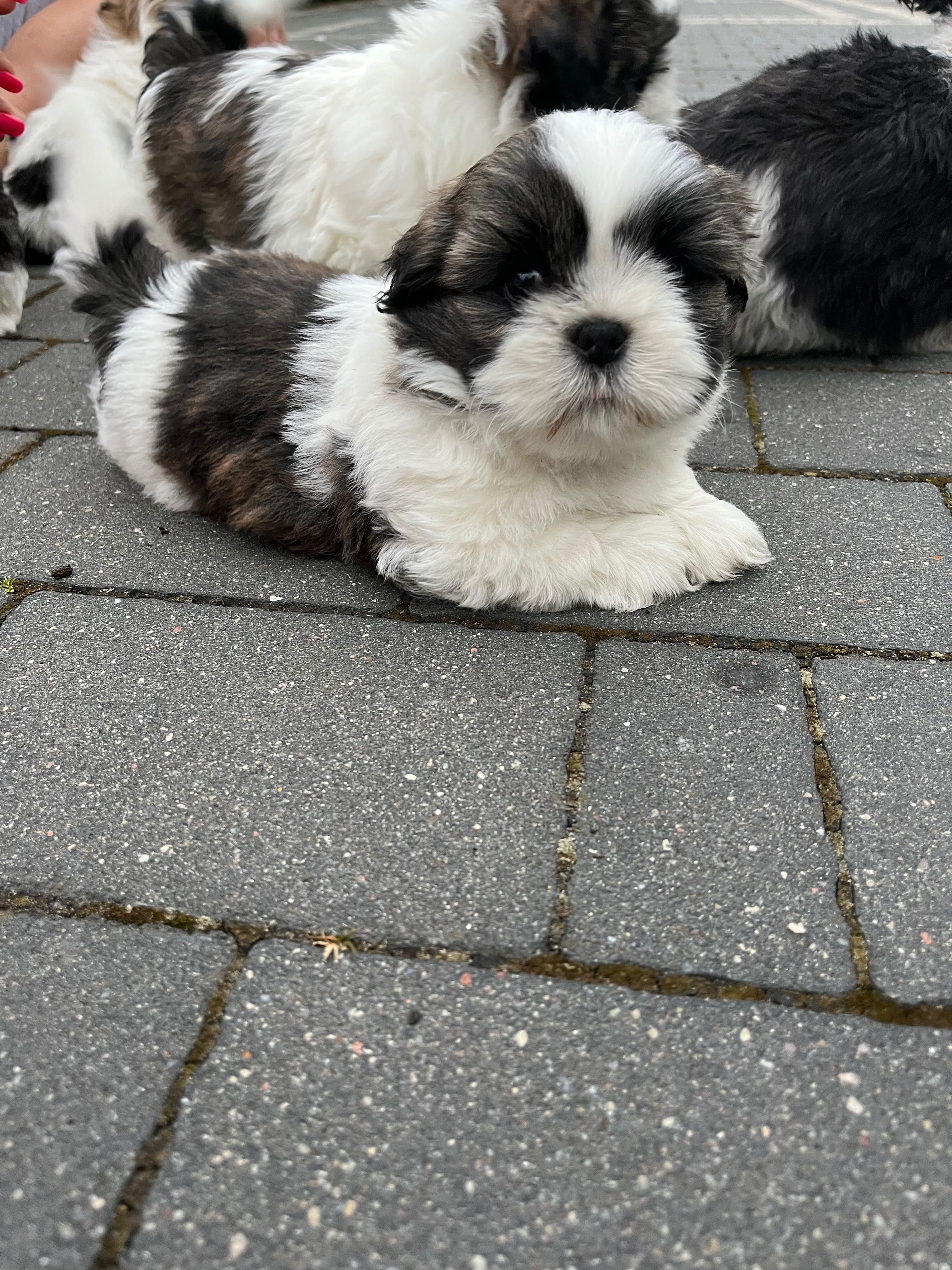 Szczeniaczek rasy shih tzu
