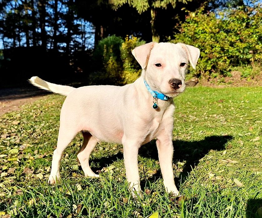 Piesek Parson Russell Terrier ZKWP FCI