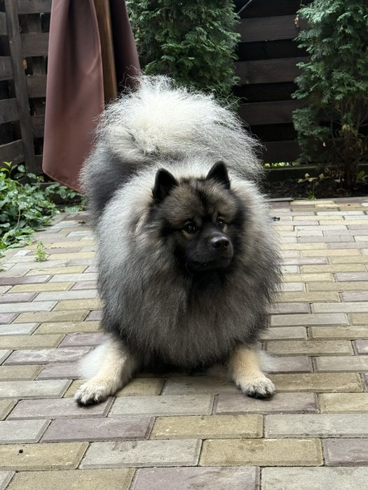 Вязка Вольфшпиц Кеесхонд