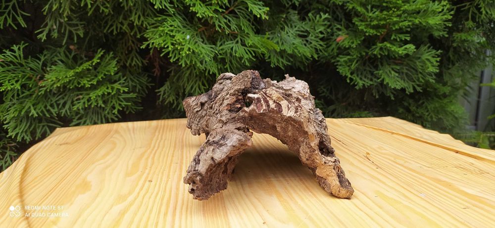 Grota z dębu korkowego+10 kamieni bazaltowych