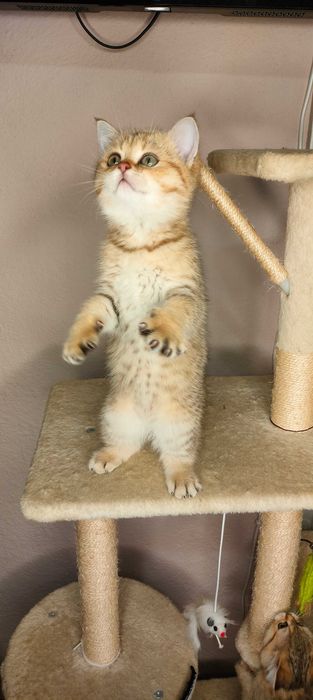 Шотландська Золота Шиншила/scotitsh straight