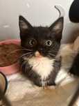 Kociaki jak malowane. Do adopcji