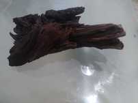 Tronco aquário bonito