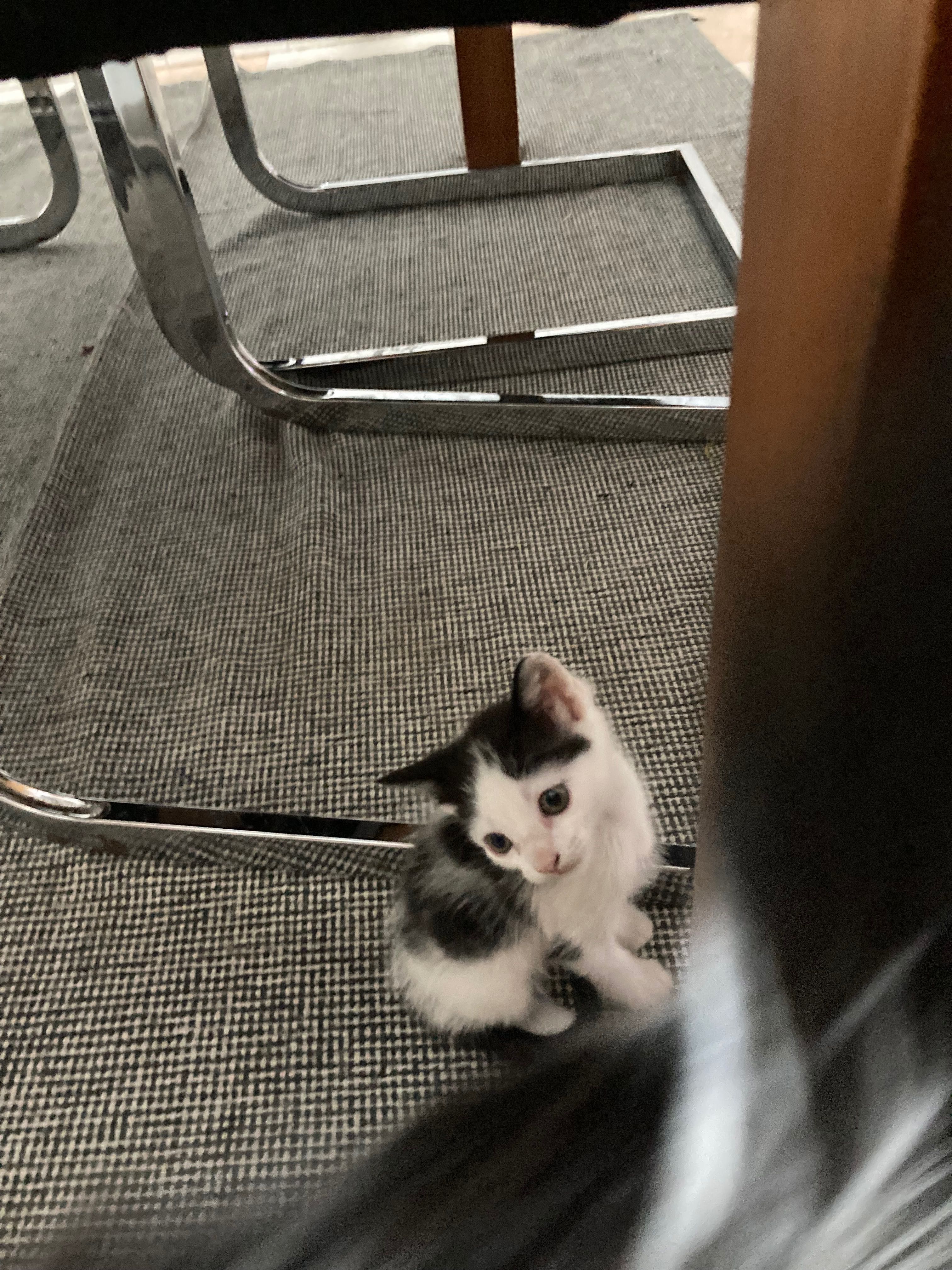 Gatinhos para dar