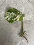Monstera variegata sadzonki cięte