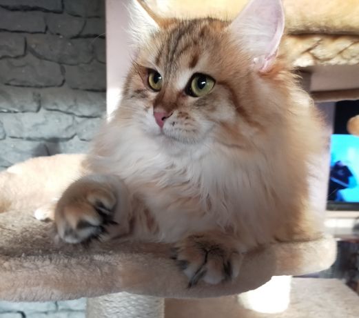 Piękna kotka syberyjska