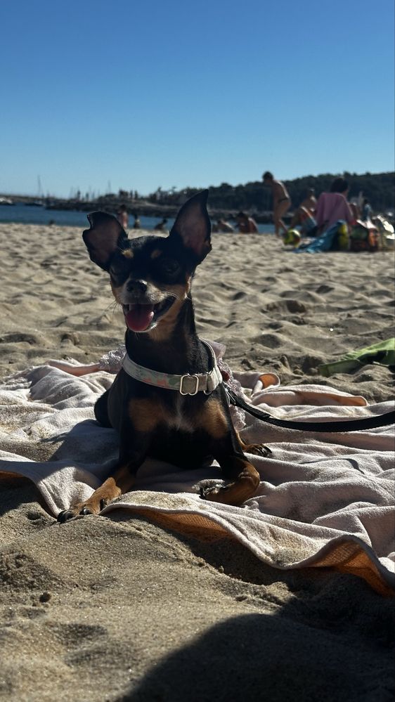 pet sitting / walking