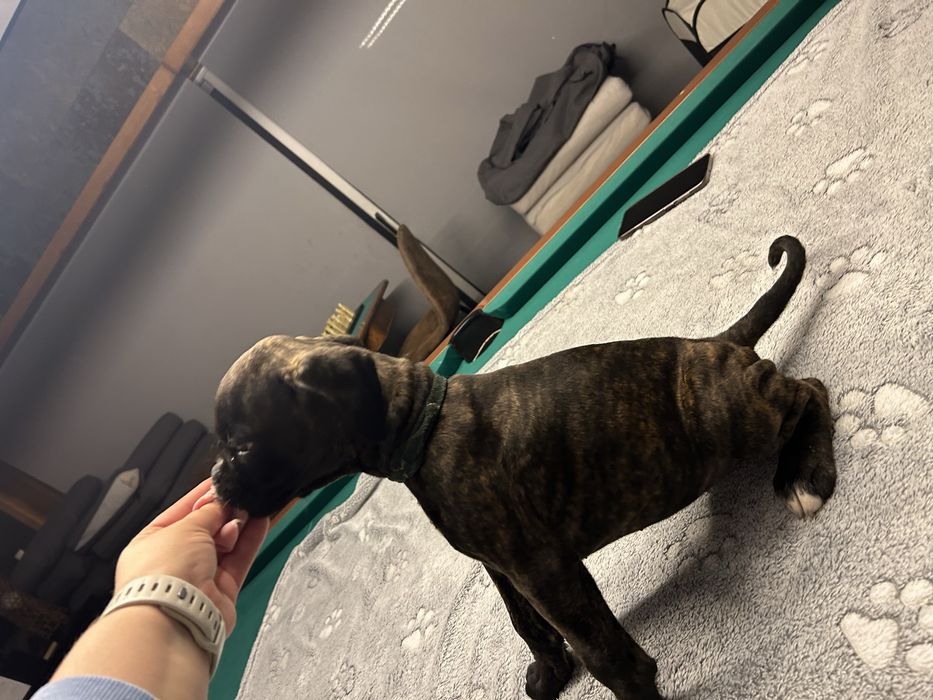 Cachorro Boxer excelente linhagem