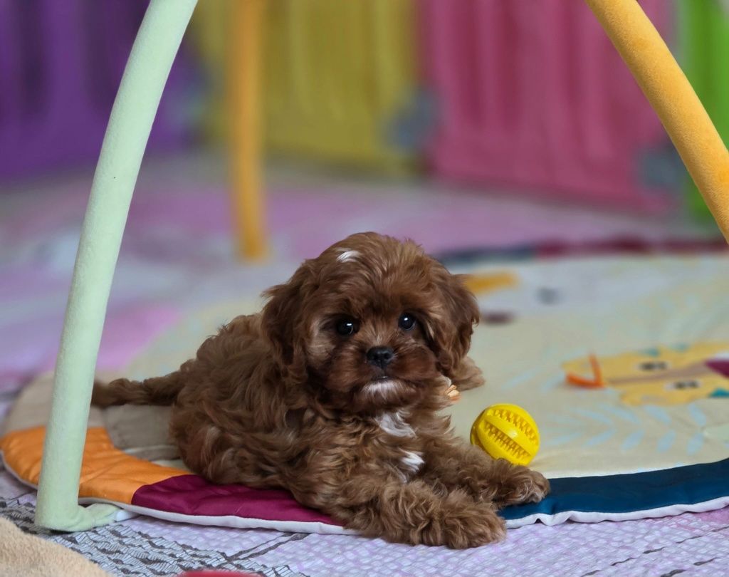 Cavapoo suczka gotowa do odbioru