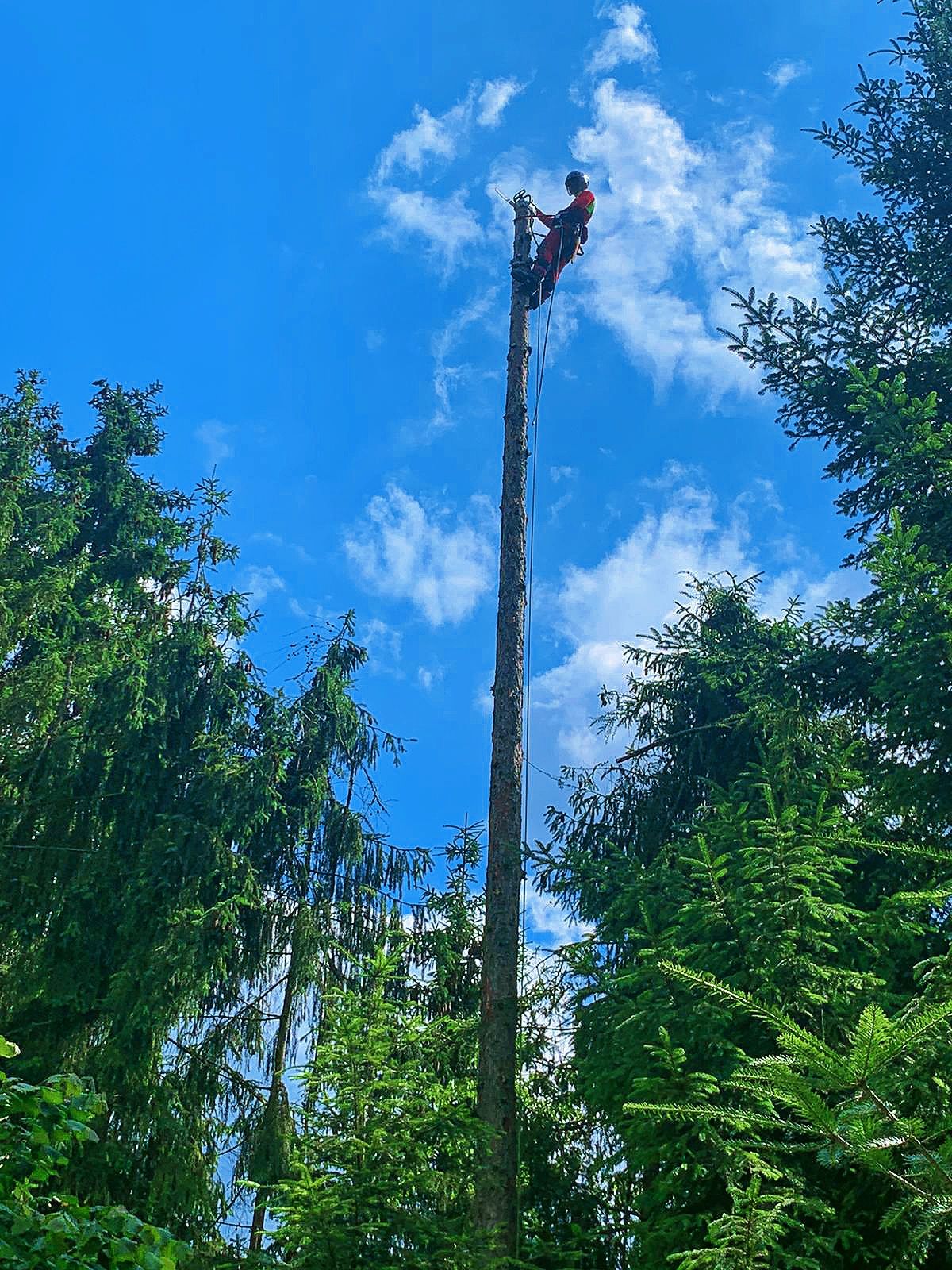 Wycinka drzew alpinistycznie(na linach)/ pielęgnacja drzew / przycinka