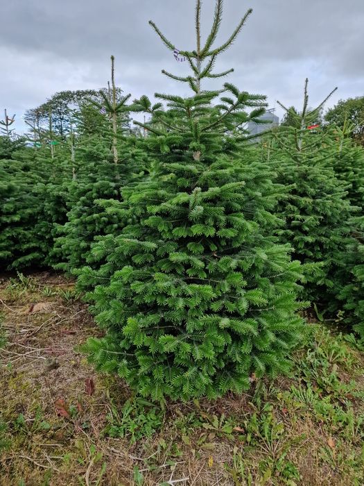 Jodła Kaukaska plantacja Dania