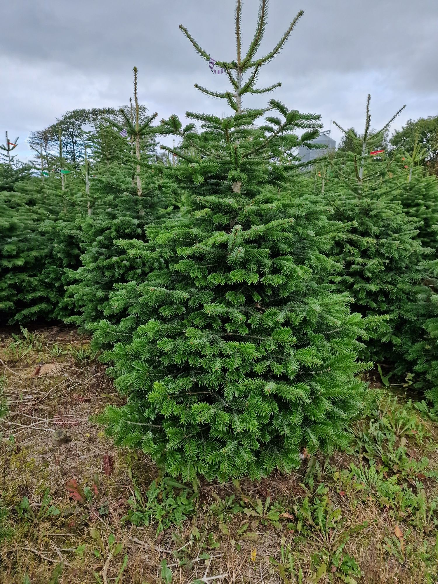 Jodła Kaukaska plantacja Dania