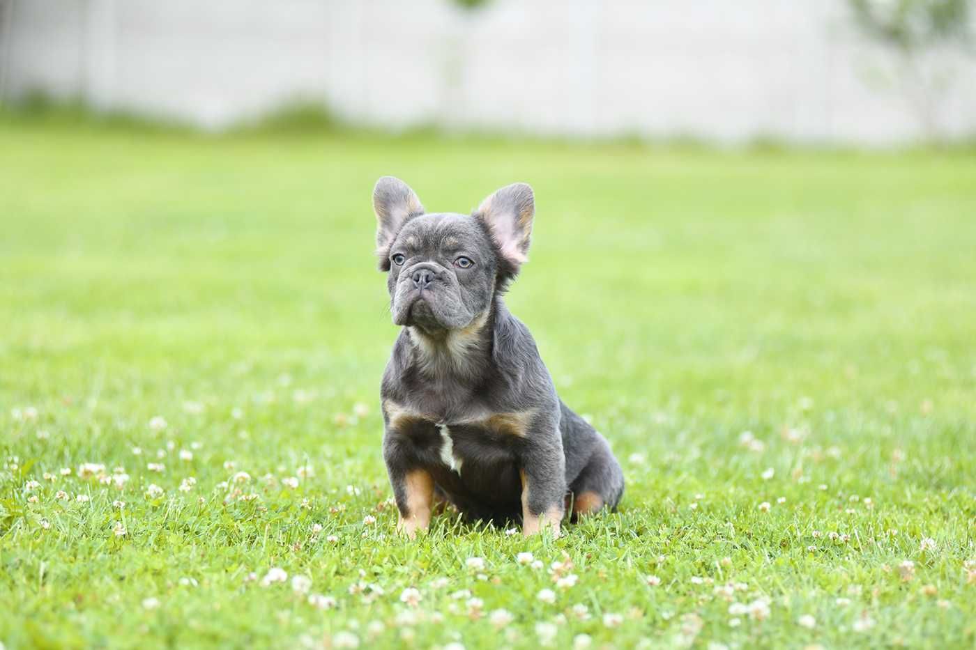 buldog francuski-suczka fluffy z isabella