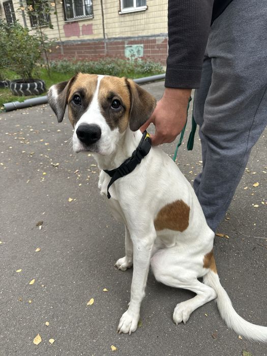 Безкоштовно в надійні руки