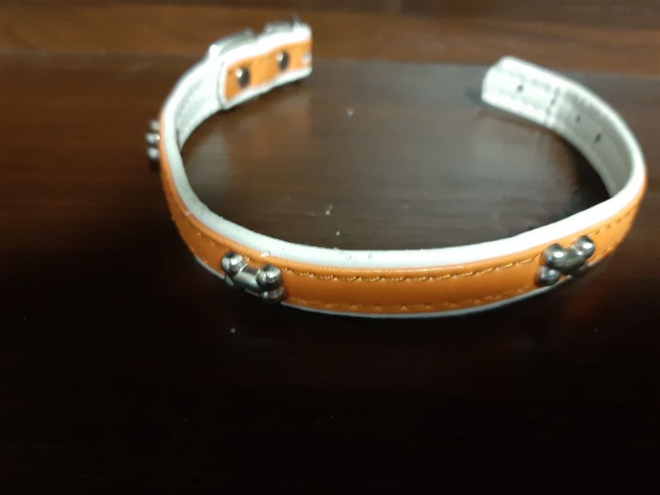 Nowa obroża dla małego psa.