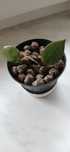 Hoya lacunosa "mycket stor blomflock".