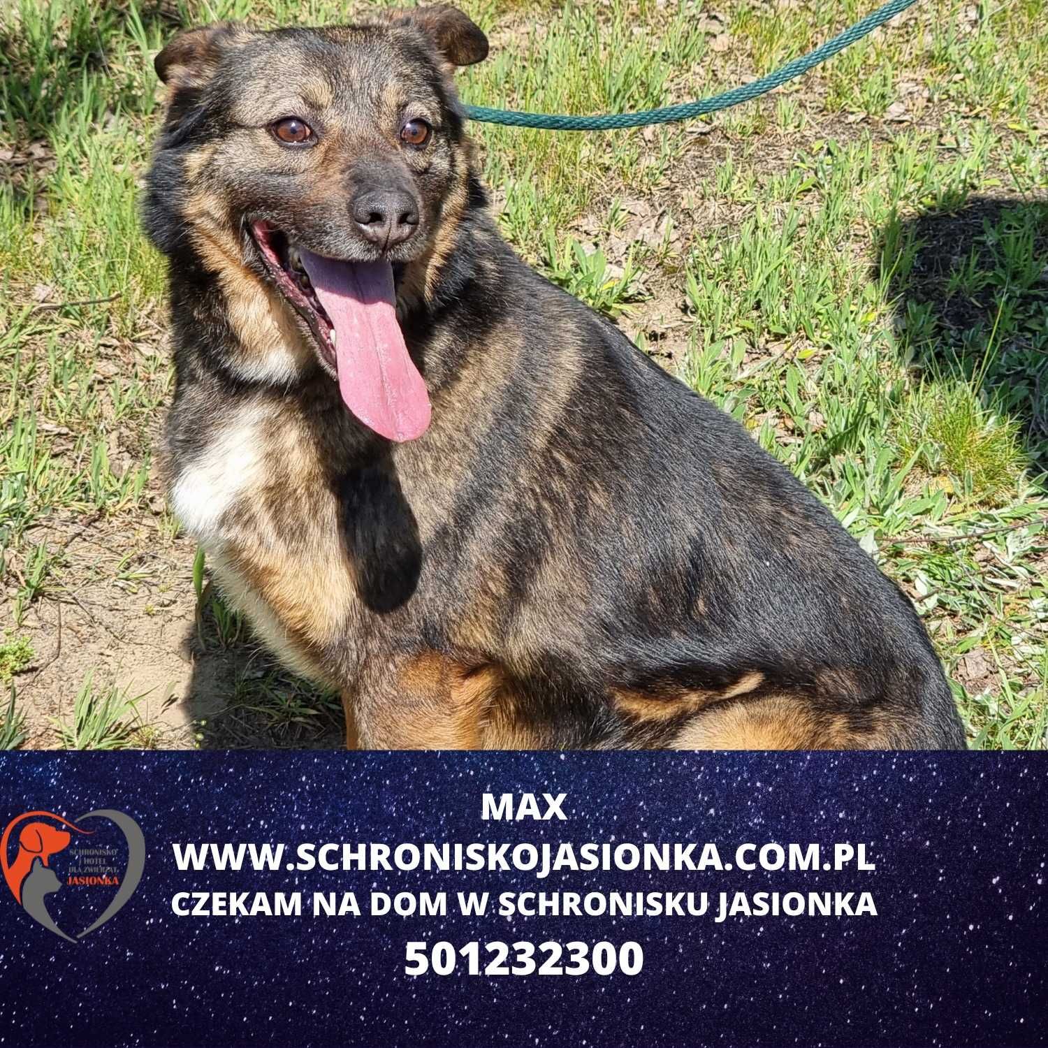 Max do adopcji schronisko Jasionka