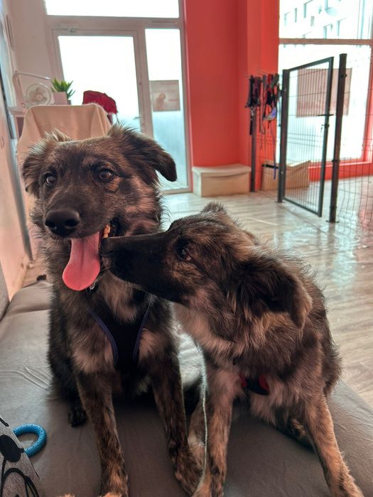 Wesoły duet do pokochania! Tessa i Bobi szukają domu