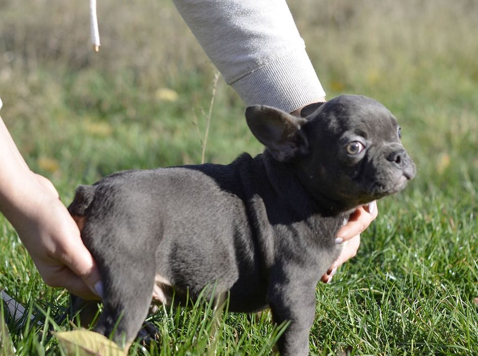 Хлопець міні в блакитному забарвленні