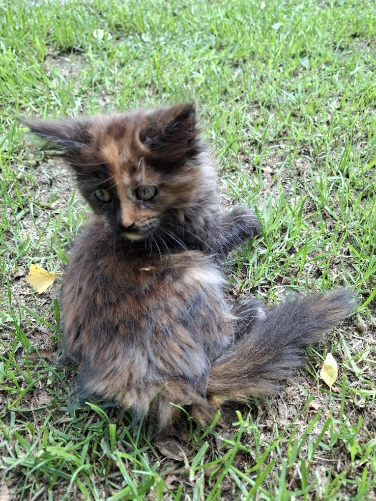 Maine Coon 3 miesięczny kociak