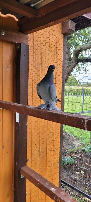 Berliński Krótkodzioby