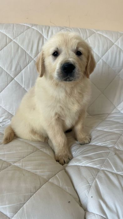 Golden retriever fantastico