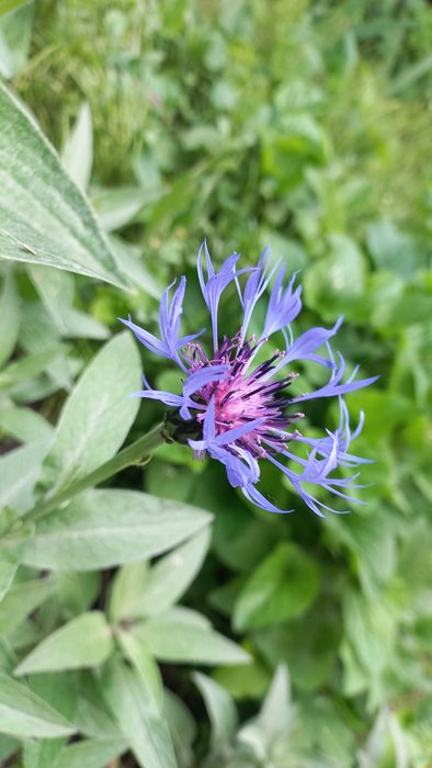 Волошка садова синя, волошка королевська рожева, саджанці