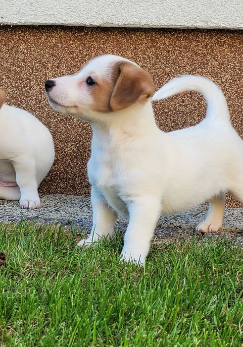 Jack Russell Terrier Szczeniak