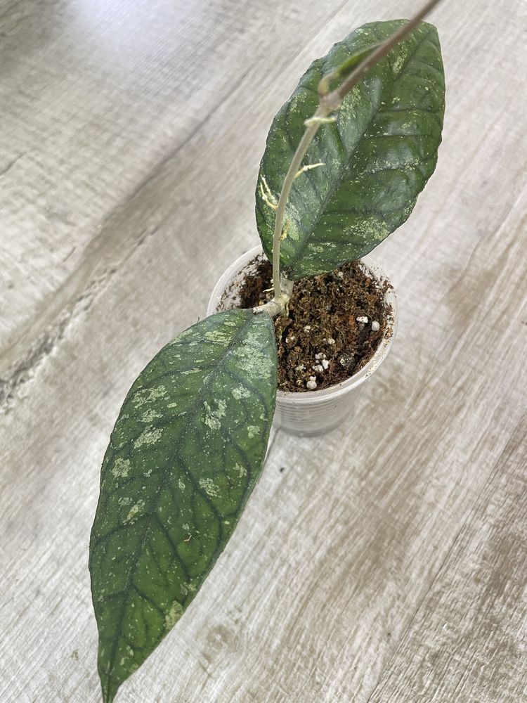 Hoya Previously Vitellinoides